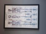 Anatomische tekening menselijk skelet in groot formaat, Ophalen, Tekening, 75 cm of meer