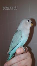 Handtamme agapornis baby. +/- 6 weken oud. zie beschrijving., Geslacht onbekend, Dwergpapegaai of Agapornis, Geringd