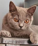 Raszuivere britse korthaar kittens, Dieren en Toebehoren, Katten en Kittens | Raskatten | Korthaar, Kater, Ontwormd