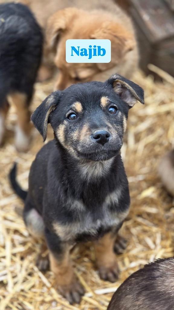 Pup Najib zoekt een baasje, Dieren en Toebehoren, Honden | Niet-rashonden, Middel, Reu, Handelaar, Eén hond, Buitenland, 15 weken tot 1 jaar