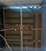 5 mooie Timbrado's, Dieren en Toebehoren, Meerdere dieren, Kleurkanarie