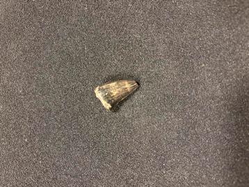 collectie haaientanden uit Amerika met een mosasaurus tand beschikbaar voor biedingen