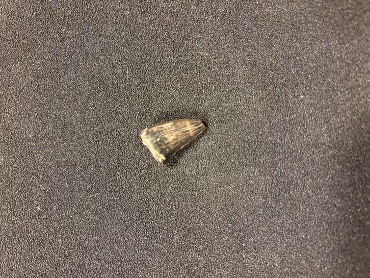 collectie haaientanden uit Amerika met een mosasaurus tand, Verzamelen, Mineralen en Fossielen, Fossiel, Ophalen of Verzenden