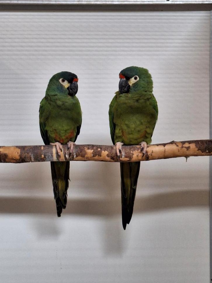 Koppel ara maracana broedrijp., Dieren en Toebehoren, Vogels | Parkieten en Papegaaien