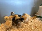Jonge tamme Orpington kuikens gesekst en ingeënt, Dieren en Toebehoren, Pluimvee, Meerdere dieren, Kip