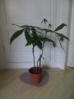 pachira geldboom diverse planten (oa 60 cm), Ophalen, Overige soorten, Halfschaduw, Minder dan 100 cm