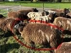 Drachtige bonte schapen, Dieren en Toebehoren, Schapen, Geiten en Varkens, Schaap, Vrouwelijk, 0 tot 2 jaar