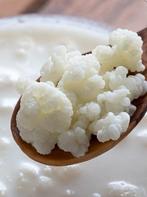 Kefirkorrels, kefir plantje, melkkefirkorrels,, Diversen, Levensmiddelen, Ophalen