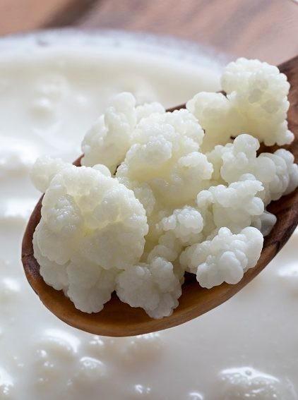 Kefirkorrels, kefir plantje, melkkefirkorrels,, Diversen, Levensmiddelen, Ophalen