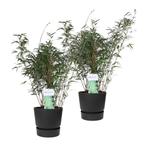 Duo ‘Fargesia Rufa’ (Bamboe) in ELHO outdoor sierpot Greenvi, Tuin en Terras, Planten | Tuinplanten, Halfschaduw, Zomer, Overige soorten