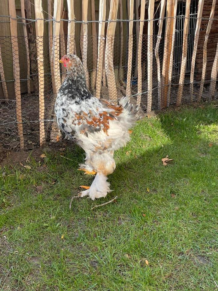 Mooie Brahma haan, Dieren en Toebehoren, Pluimvee, Kip, Mannelijk