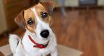 Opzoek naar een Jack Russell gladhaar teefje, Dieren en Toebehoren, Honden | Jack Russells en Terriërs, Rabiës (hondsdolheid)
