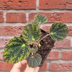 Begonia sizemoreae, Ophalen, Overige soorten, Minder dan 100 cm
