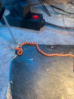 Baby Rattenslangen, Dieren en Toebehoren, Reptielen en Amfibieën, Slang, Tam, 0 tot 2 jaar