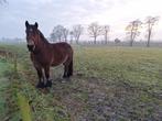 Te koop Belgisch trekpaard, Dieren en Toebehoren, Paarden, Merrie, Gechipt, 3 tot 6 jaar, Onbeleerd