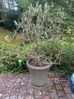 Olijf boom, Tuin en Terras, Planten | Bomen, Volle zon, Bloeit niet, Ophalen of Verzenden, 100 tot 250 cm