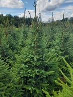 Kerstbomen omorika en fijnspar, Tuin en Terras, Planten | Bomen, Ophalen, Bloeit niet, Overige soorten, Minder dan 100 cm