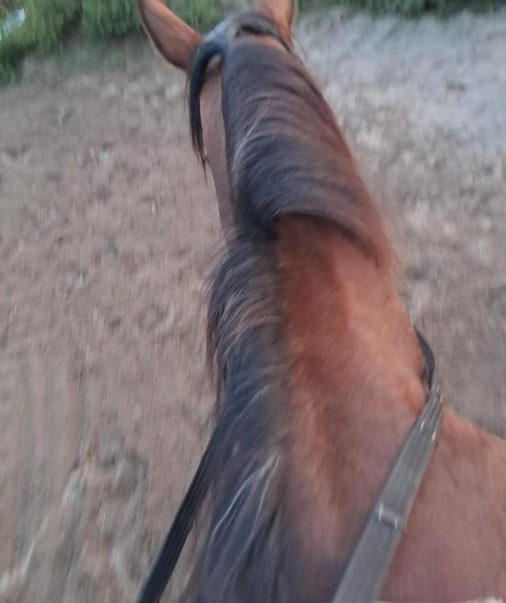 Gratis paardenmest zit geen vlas of stro/  door, Dieren en Toebehoren, Stalling en Weidegang