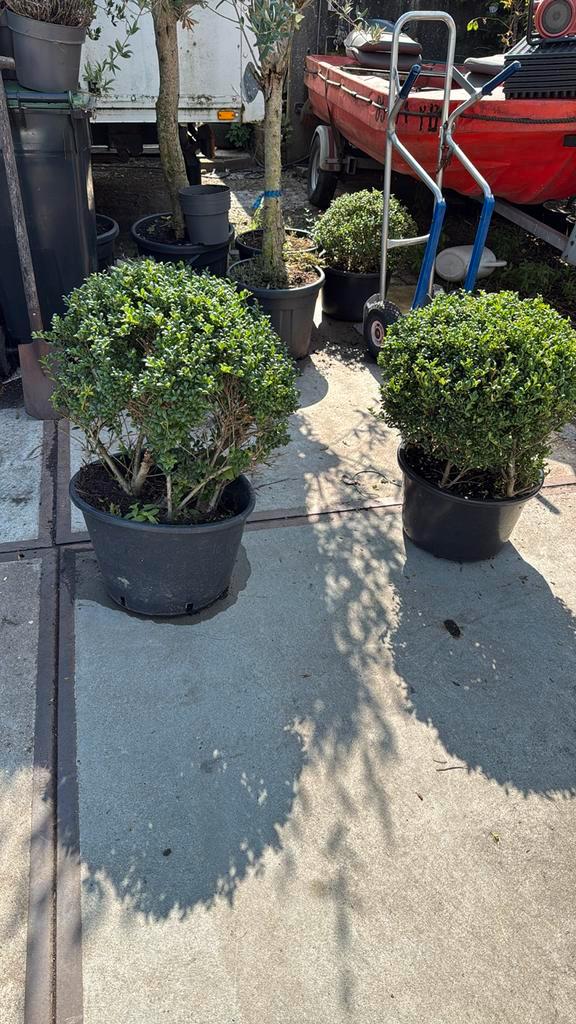 Ilex bollen pot gekweekt ruim 50 cm ectra voordelig 24,95, Tuin en Terras, Planten | Tuinplanten, Vaste plant, Halfschaduw, Bloeit niet