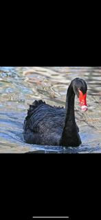 gezocht: broedeieren van zwarte zwaan en/of zwarthals zwaan, Dieren en Toebehoren, Pluimvee, Geslacht onbekend, Gans of Zwaan