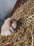 2 lieve rammelaars, Dieren en Toebehoren, Konijnen, Mannelijk, Dwerg, Hangoor, 0 tot 2 jaar