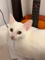 Kitten, Dieren en Toebehoren, Katten en Kittens | Overige Katten, Poes, Kortharig, 0 tot 2 jaar