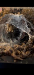 Big blue Tarantula for sale/dm more picture, Dieren en Toebehoren, 0 tot 2 jaar