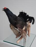 Opgezette Korhoen, Verzamelen, Ophalen of Verzenden, Vogel, Opgezet dier