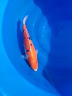 Koi / Koi Karper. Doitsu Sanke 37 cm, Dieren en Toebehoren, Karper of Koi