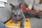 Boris, 2,5 jaar, gecastreerde blauwe rus, Dieren en Toebehoren, Katten en Kittens | Raskatten | Korthaar, Kater, Gechipt