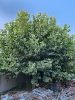 GRATIS - 2x Platanenboom / boom / bomen - GRATIS, Ophalen, Overige soorten