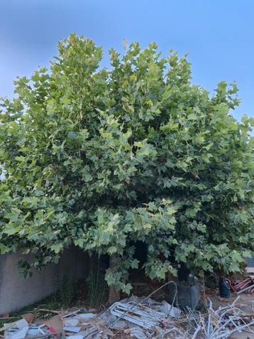 GRATIS - 2x Platanenboom / boom / bomen - GRATIS beschikbaar voor biedingen