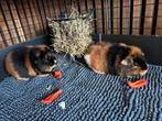 2 teddy cavia’s met kooi en toebehoren, Cavia, Augustus, Mannelijk, Tam