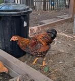 Wyandotte haan, Mannelijk, Kip