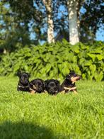 Black and tan pups te koop!, Jack Russell Terriër, 8 tot 15 weken, Meerdere, Meerdere dieren