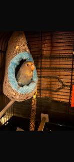 Agapornis, Dieren en Toebehoren, Vogels | Parkieten en Papegaaien