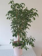 Ficus sprookjesboom plant, Huis en Inrichting, Kamerplanten, 100 tot 150 cm, Ficus, Halfschaduw, In pot