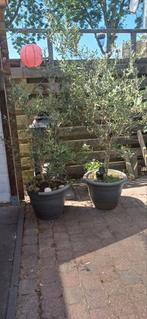 2 Olijfbomen, Tuin en Terras, Planten | Bomen, Ophalen, Volle zon, Olijfboom, 100 tot 250 cm