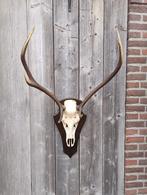 Edelhert schedel op schild, ongelijk 6-ender gewei, Ophalen, Zo goed als nieuw, Hert, Schedel