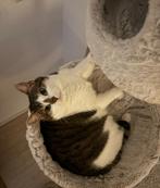 Knuffelige kat zoekt rustig thuis, Poes, Kortharig, 6 jaar of ouder