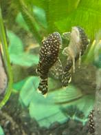 Baby algeneters variërend in leeftijd, Dieren en Toebehoren, Vissen | Aquariumvissen, Vis