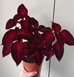 Mooie Coleus (Siernetel) plant, Ophalen
