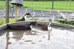 + Koppel Jonge Loopeenden 1x Woerd 2x Eend +, Dieren en Toebehoren, Meerdere dieren, Eend