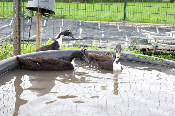 + Koppel Jonge Loopeenden 1x Woerd 2x Eend +, Dieren en Toebehoren, Pluimvee, Eend, Meerdere dieren