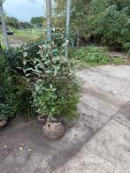 Olijfwilg of Eleagnus hoog 125/150 plant er 3-4 pm, Ophalen, Haag, 100 tot 250 cm