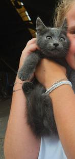 Mooie blauwe katjes!, Dieren en Toebehoren, Katten en Kittens | Raskatten | Korthaar, Poes