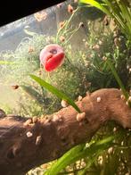 Prachtige slakken te koop., Slak of Weekdier