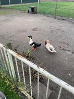 Te koop Hollandse kuifeend woerd, Dieren en Toebehoren, Meerdere dieren, Eend