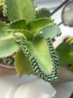 Stekjes Kalanchoe Daigremontiana, Huis en Inrichting, Kamerplanten, Ophalen of Verzenden, Halfschaduw, Minder dan 100 cm
