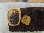 C.Cranwelli Hoornkikker, Amfibie, 0 tot 2 jaar